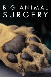 Watch free Big Animal Surgery movies online