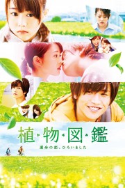 Evergreen Love-hd