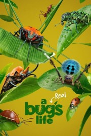 Watch free A Real Bug's Life movies online