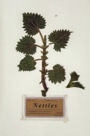 Watch free Nettles movies online