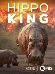 Hippo King-voll