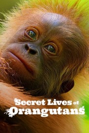 Watch free Secret Lives of Orangutans movies online