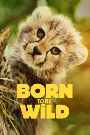hd-Born to Be Wild