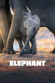 stream free Elephant hd online