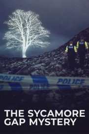 The Sycamore Gap Mystery