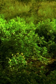 Green Ash Green Ash