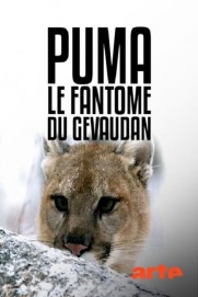 Puma, le fantôme du Gévaudan