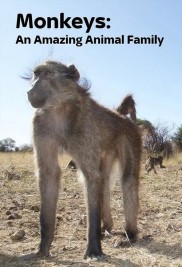 Monkeys: An Amazing Animal Family Monkeys: An Amazing Animal Family-full