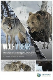 Wolf vs Bear-full