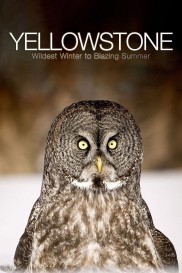 Yellowstone: Wildest Winter to Blazing Summer-full
