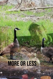 More or Less More or Less