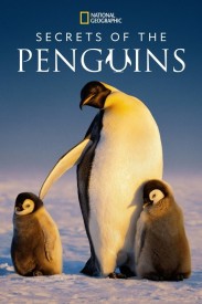 Secrets of the Penguins Secrets of the Penguins