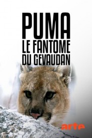 Puma, le fantôme du Gévaudan