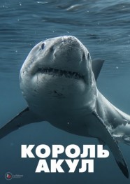 Boss Shark Boss Shark