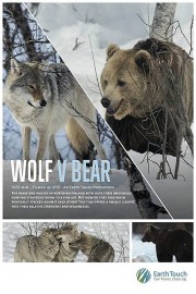 Wolf vs Bear