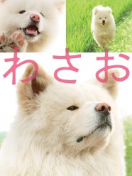 Wasao Wasao