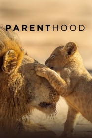 Stream Parenthood Movies for Free Online in HD with BFlix