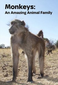 Monkeys: An Amazing Animal Family Watch Free Monkeys: An Amazing Animal Family Movies Full HD Online on MovieJoy