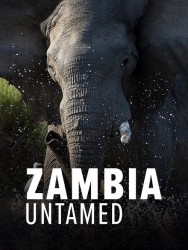 Watch free Zambia Untamed movies online on on MoviesJoy Alternatives site