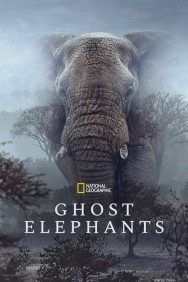 titta-Ghost Elephants