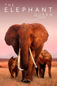 Stream The Elephant Queen in Full HD for Free on MoviesJoy