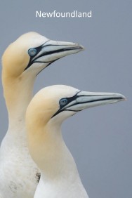 Watch free Newfoundland movies online