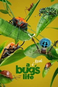 Stream A Real Bug's Life Movies in HD Free on MoviesJoy