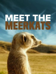 Watch Free Movies  Meet The Meerkats Full HD Online | M4uHD