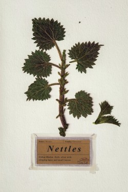 watch-Nettles