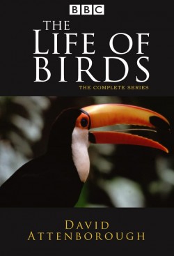 Watch The Life of Birds movies free AniWave