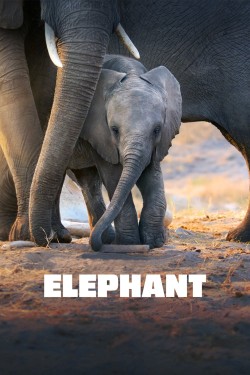 Watch free Elephant movies online on on 123Movies Alternatives site