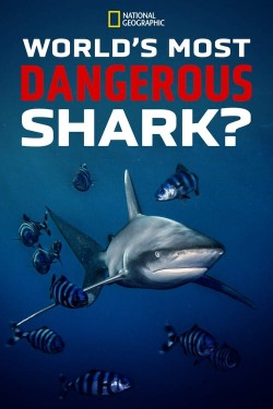 Watch Free World's Most Dangerous Shark? Movies HD Online Vumoo Alternatives site