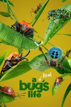 Enjoy Free HD Viewing of A Real Bug's Life on Putlocker