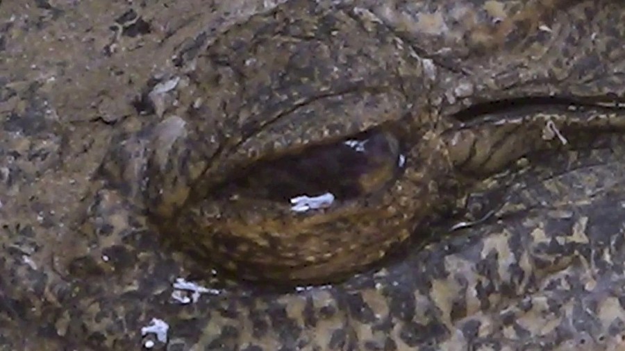 Notes of a Crocodile