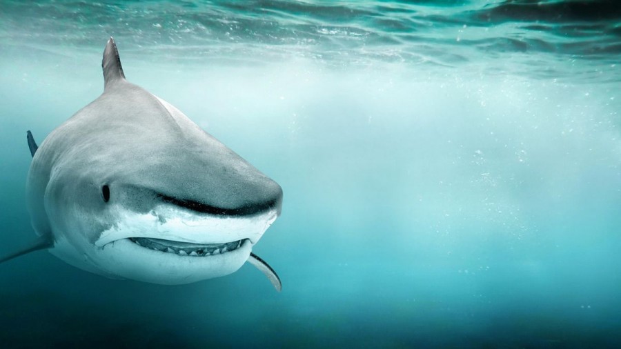 Shark Quest: Hunt For The Apex Predator