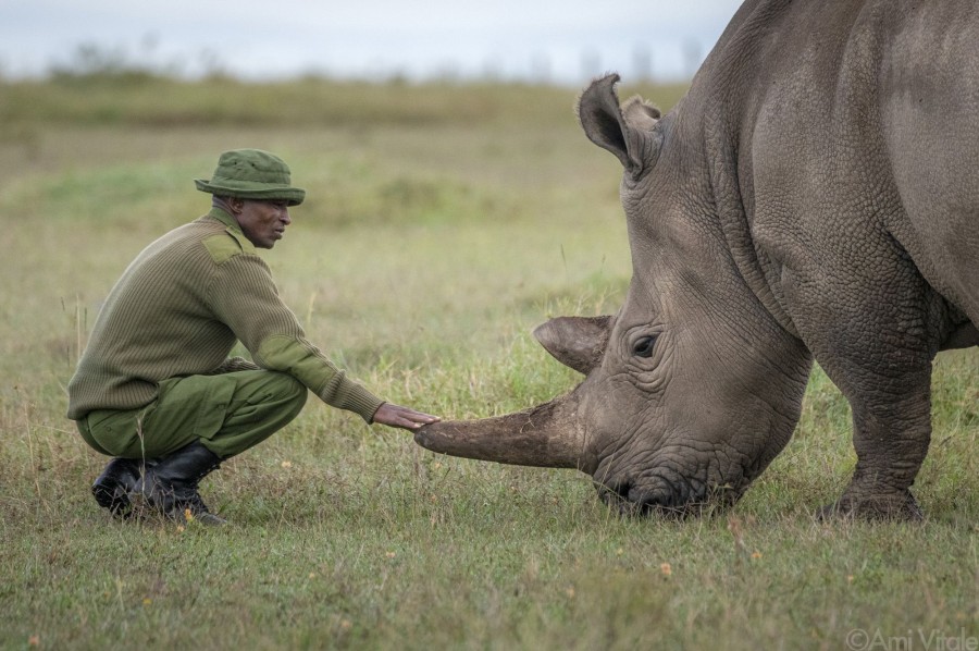 The Last Rhinos: A New Hope