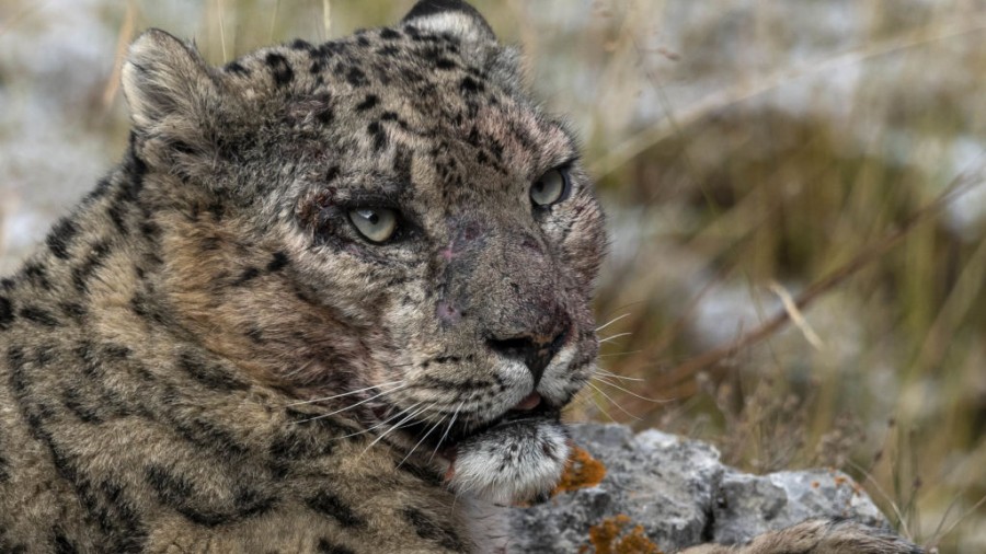 The Frozen Kingdom of the Snow Leopard
