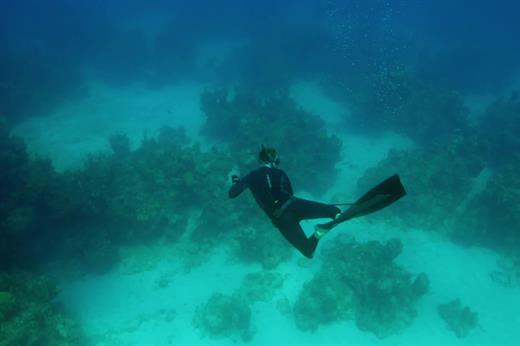 Monster Hammerheads: Killer Instinct