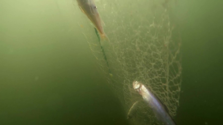 The Secret Life of Seals