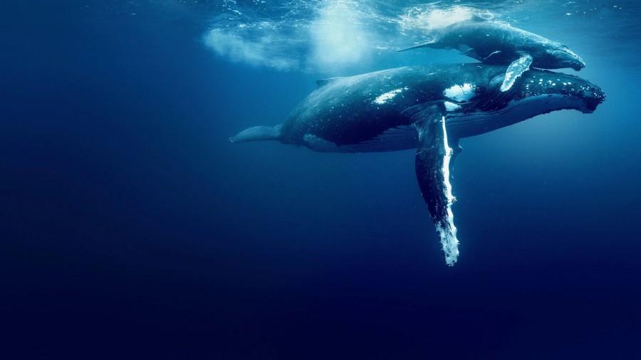 Ocean with David Attenborough